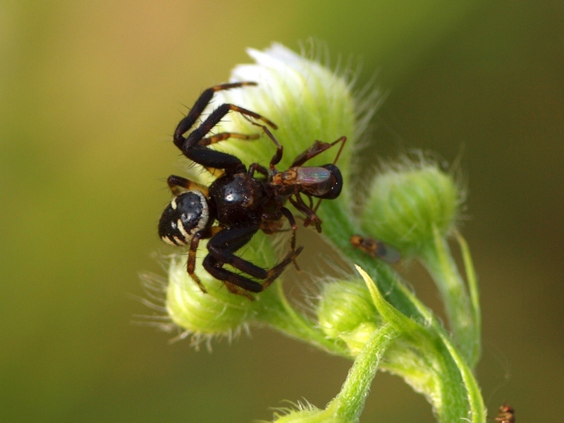 Synema globosum